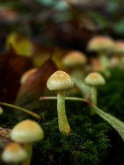 mushroom in the forest