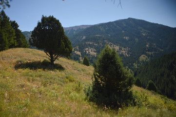 mountain landscape with trees