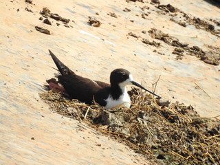 Hawaiian stilt nesting