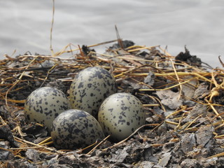 Hawaiian Stilt eggs