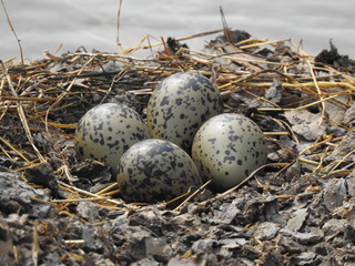 Hawaiian Stilt eggs