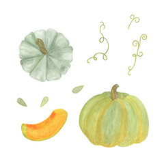 Pumpkins collection hand drawn watercolor elements for seasonal autumn holidays celebration design, healthy vegetarian diet, thanksgiving, halloween clip art set