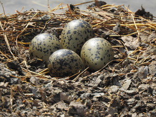 Hawaiian Stilt eggs