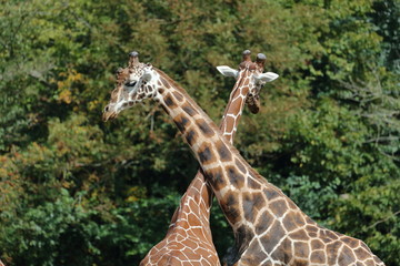 Embrassade de girafe