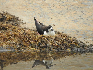 Hawaiian stilt nesting