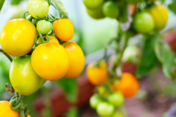 fresh natural and organic tomatoes