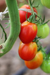fresh natural and organic tomatoes