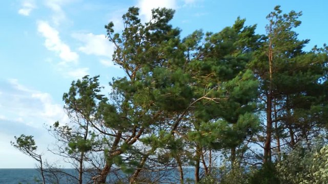 Coastal pine trees in the wind
