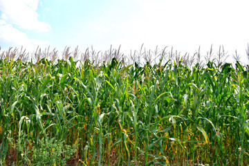 corn field against the sky, close-up