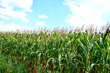 Fototapeta premium corn field against the sky, close-up