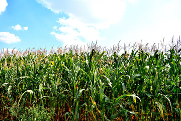 corn field against the sky, close-up
