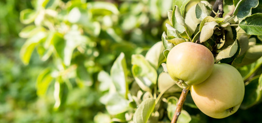 Green apples close up on a tree branch, ready to harvest, selective focus. Copy space.