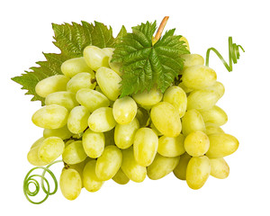 Grapes isolated on white background