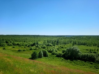 Fototapeta na wymiar Field with forest