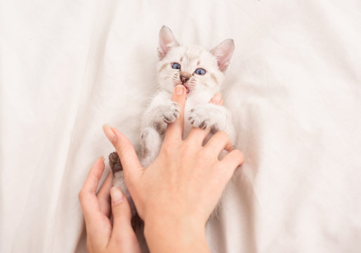 Vet shop. Small cute kitten relax. Baby cat. Cute white kitten. Tender and lovely. White kitten playing with female hands. Pet concept. Share love. Cozy home. Play with kitty. Care and love