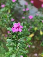 pink rose bush