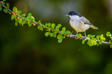 Marsh tit (Poecile palustris)