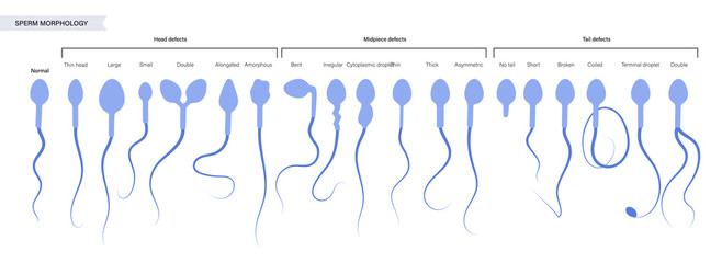 Human fertility concept