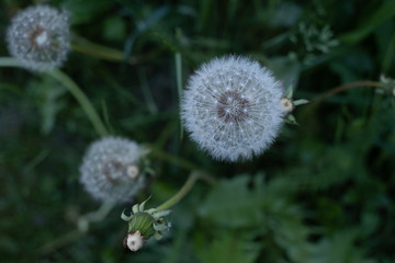 Dandelion seedheads