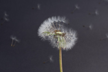 Dandelion seedhead