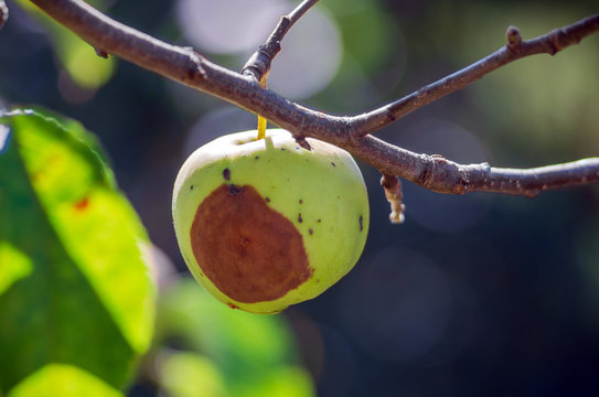 Bacterial diseases of the apple tree manifest as lesions or rotting of green fruit