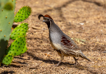 Gambel's Quail