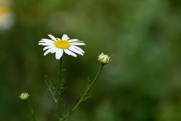 Chamomile or camomile white daisy-like wild flower blooming stem in meadow field close-up on blurred background
