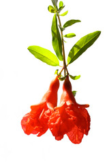 Close-up side view of blossoming pomegranate branch isolated on white