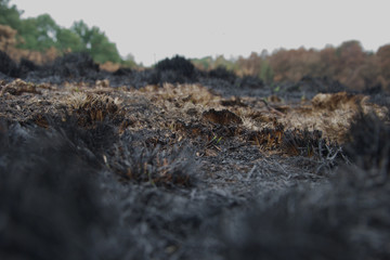 Tufts of burnt black grass after a wild fire