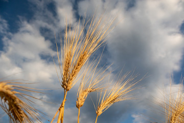 Sunny gold wheat isolated straws on epic cloudy blue sky close-up. Agriculture gathering in crops...