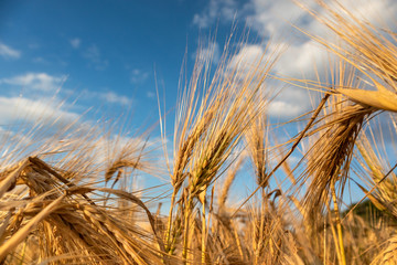 Sunny gold wheat straws on epic cloudy blue sky close-up. Agriculture gathering in crops summer time