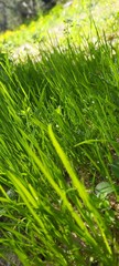 green grass background