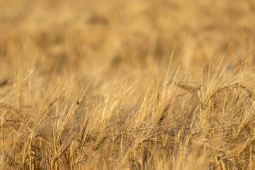 Sunny gold wheat straws close-up. Yellow barley textured background. Agriculture field in crops summer time