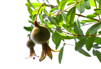 Closeup of two ripe green pomegranate fruits on tree branch on white background, selective DOF
