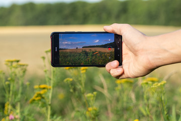 A right hand holding smartphone horizontally and taking photos of summer wheat and flowers field...