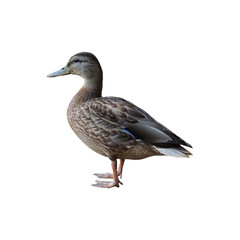 Duck on a white background