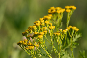 Yellow tansy flowers (Tanacetum vulgare, common tansy, bitter button, golden buttons) on green sunny summer wild field close-up