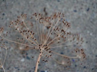 Trockener DIll auf dem Boden