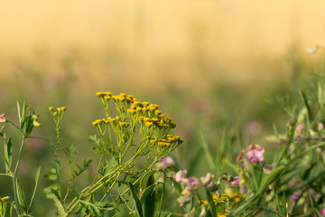Tansy yellow and sweet peas pink flowers in meadow wild lawn greenery on yellow sunny background. Natural herbal variety with blurred field