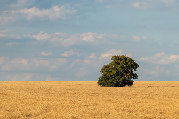 Big green single tree on golden wheat field with clouds on blue sky in sunset light. Agriculture...