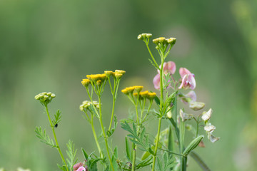 Tender tansy yellow and sweet peas pink flowers in meadow wild field lawn greenery. Natural herbal variety with blurred fresh background