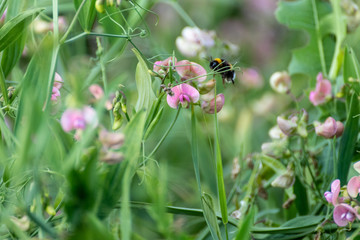Wild white and pink sweet peas with bumblebee tender flowers blossom macro on green blurry background