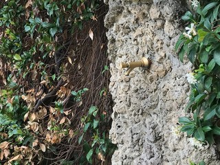 Kran z wodą, w ścianie starego, zabytkowego budynku w Toscanii