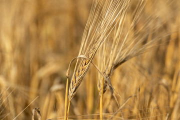 Sunny gold wheat straw stem close-up with blurred field background. Agriculture gathering in crops...