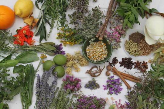 Variedad de plantas medicinales recolectadas para preparar ratafia catalana, licor tradicional elaborado segun receta antigua, con nueces verdes y m&aacute;s de 50 plantas y especias.