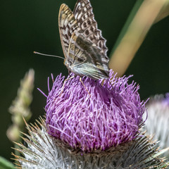 Buuterfly on flower - papillon sur une fleur