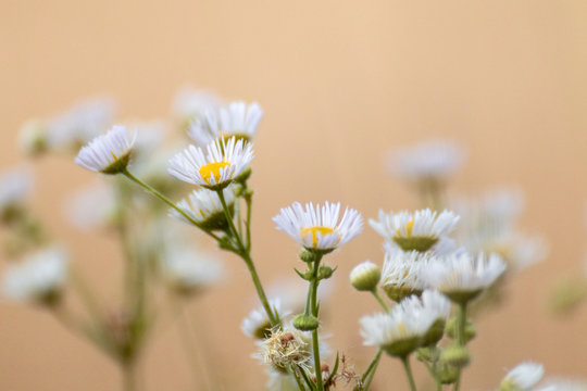 Sweet tiny white daisy like flowers macro in wild nature on beige yellow color blurred background environment. Erigeron  prairie fleabane close-up