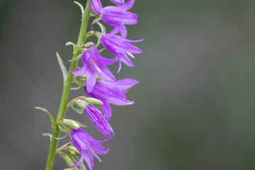 Campanula violet bluebell wild flowers close-up with blurred green background. Nature lawn blooming