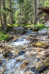 Rivière dans les sous bois dans les Alpes - River in Alps