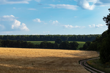 Golden wheat field harvest with rural road and green trees in distance. Agriculture crops summer...